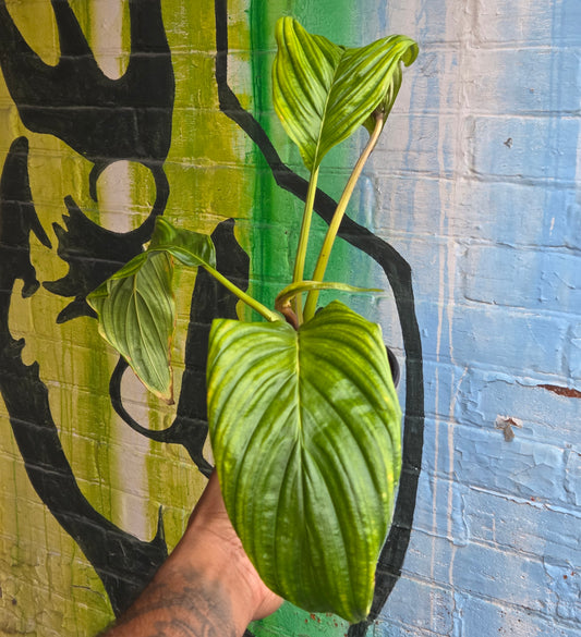 6” Tacca Integrefolia White Bat Flower