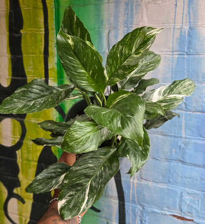 6" Spathiphyllum Diamond