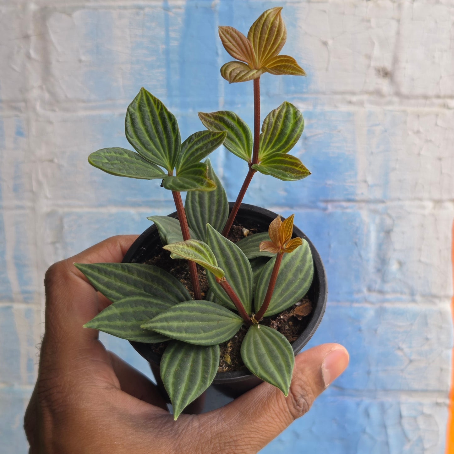 3.5" Peperomia Iron Cross