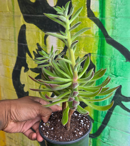 5" Echeveria Harmsii