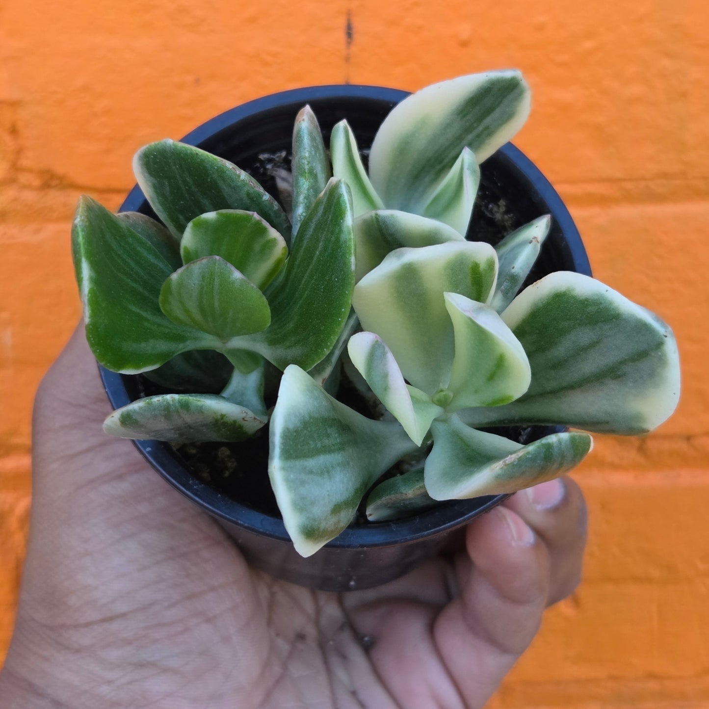 3.5" Variegated Jade | Crassula Ovata