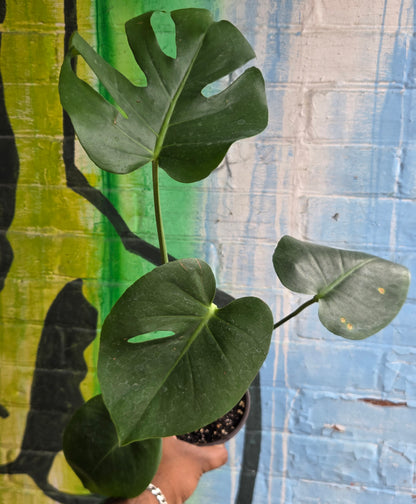4" Monstera Deliciosa