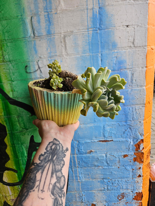 6" Echeveria Runyonii Topsy-Turvy Planter