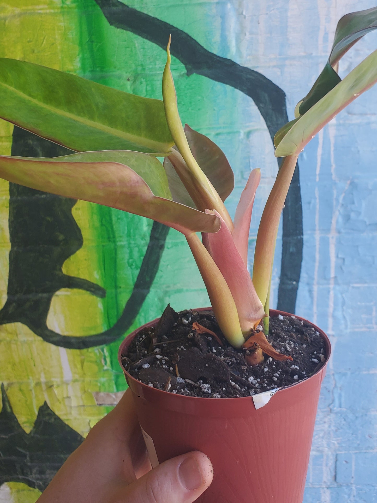 5" Philodendron Painted Lady