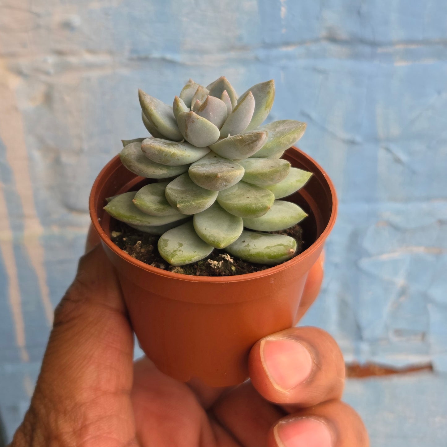 2.5" Sedeveria Lilac Mist
