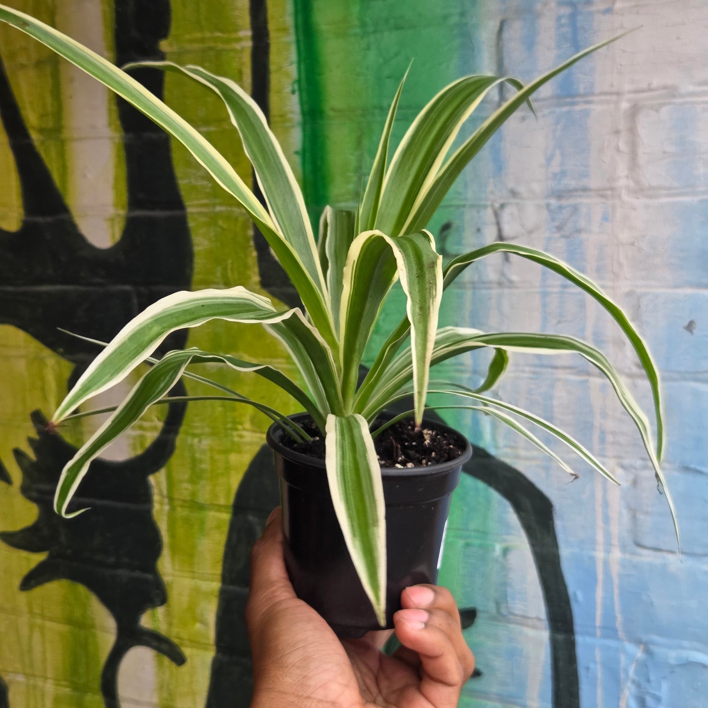 4.5" Reverse Variegated Spider Plant
