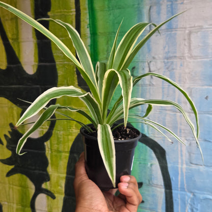 4.5" Reverse Variegated Spider Plant