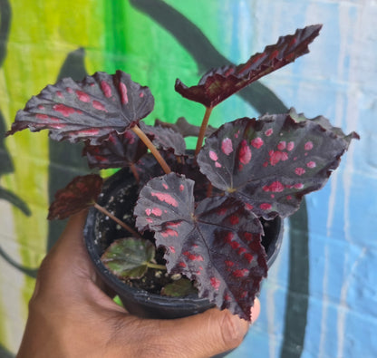5" Begonia Rex Etna