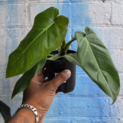 3.5" Philodendron Maximum