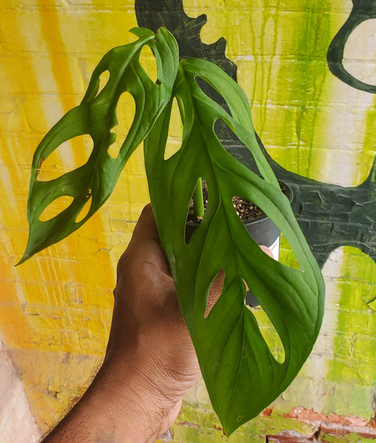 3.5" Monstera Esqueleto