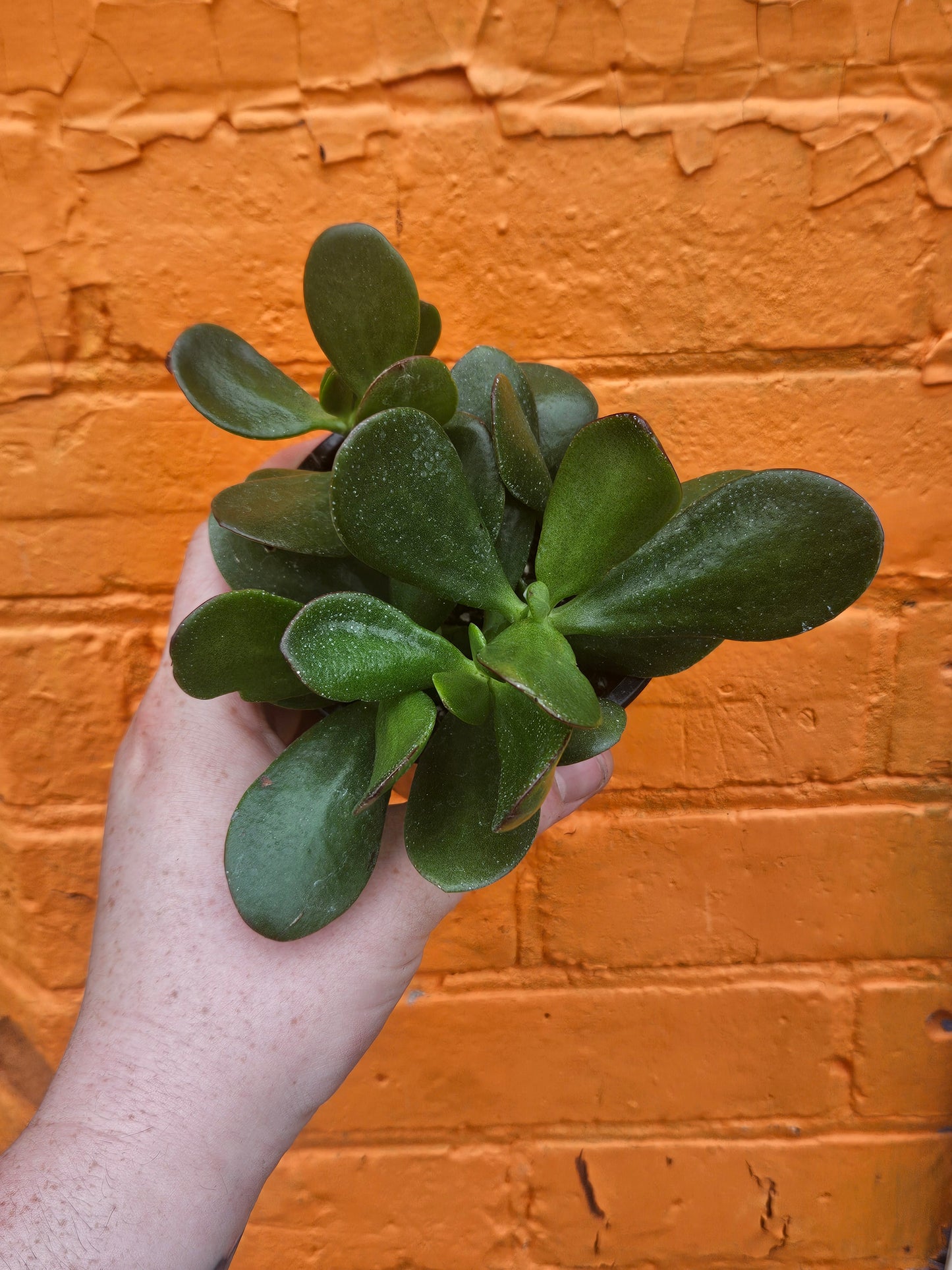 3.5" Jade | Crassula Ovata