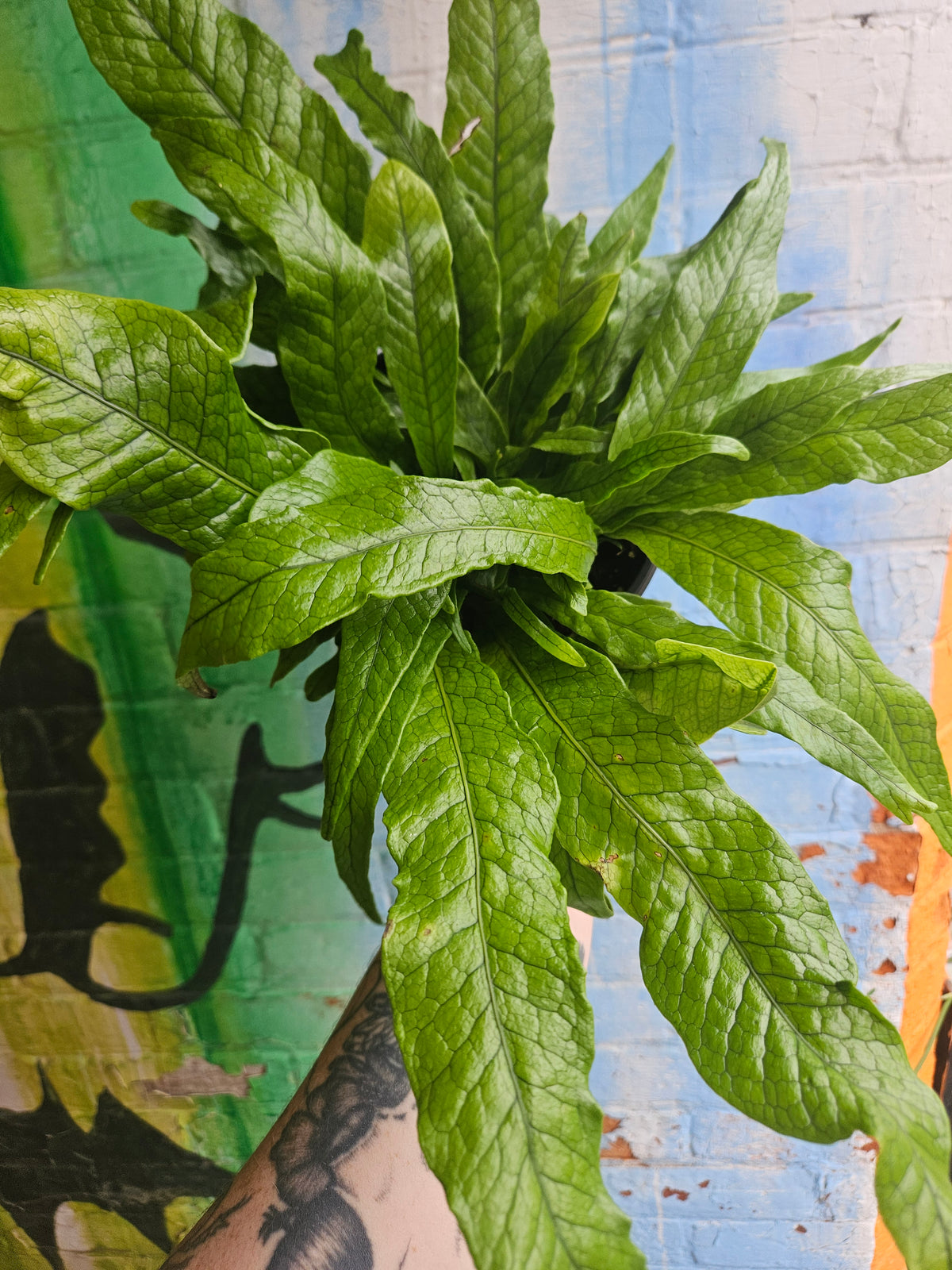 6" Crocodile Fern