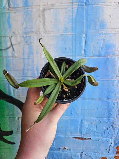 3.5" Nepenthes albomarginata | Pitcher Plant