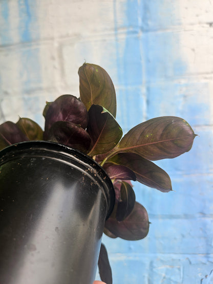 4" Ctenanthe burle-marxii Amagris