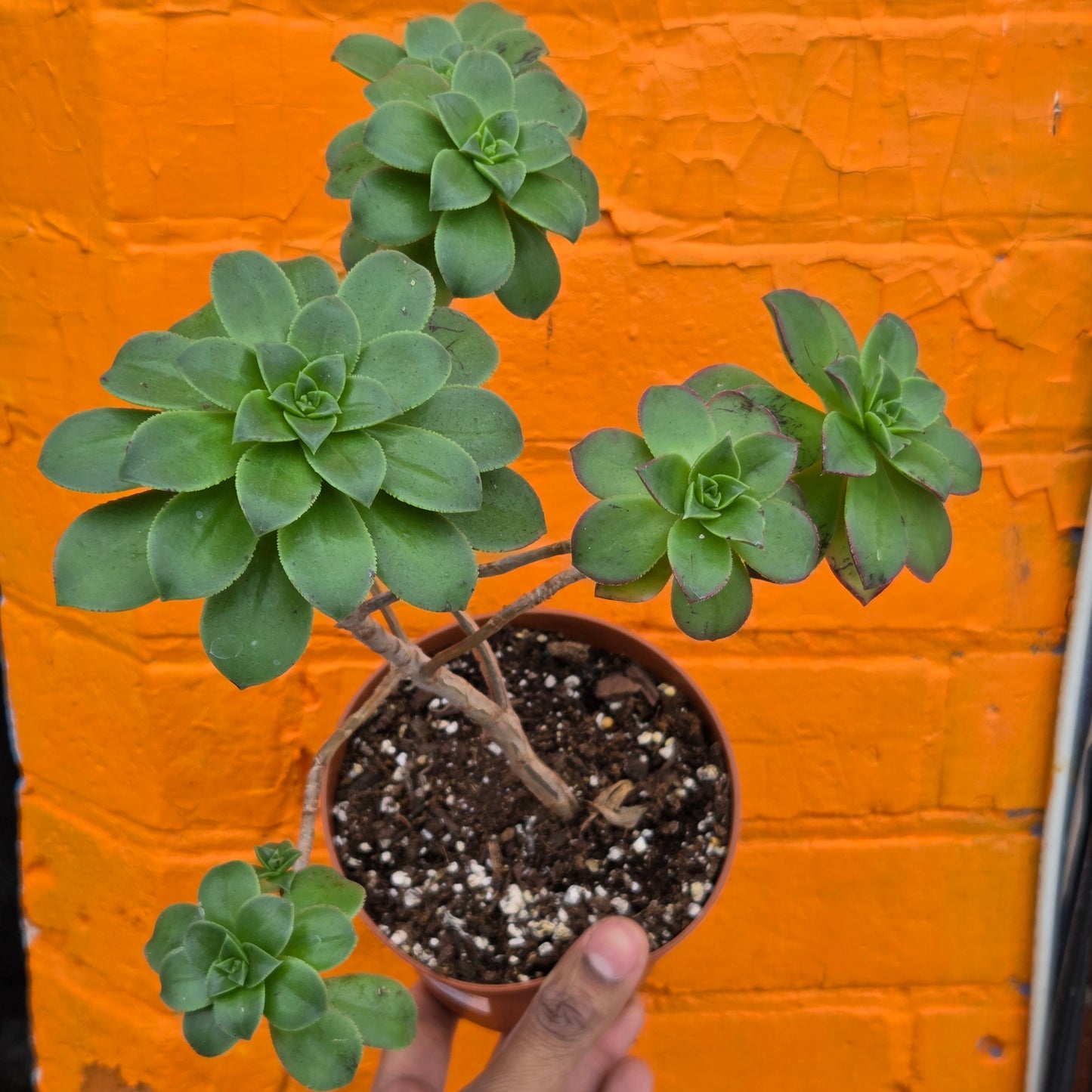 5" Aeonium haworthii