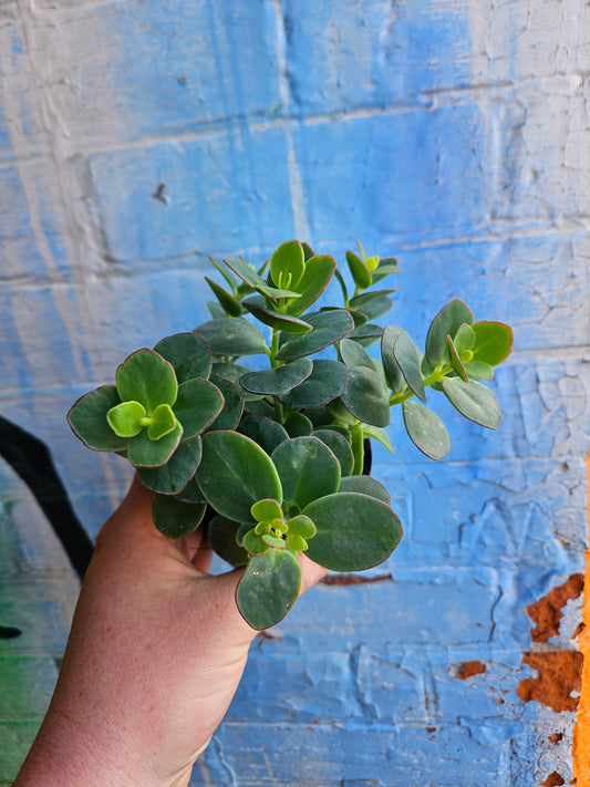 3.5" Kalanchoe Marnieriana