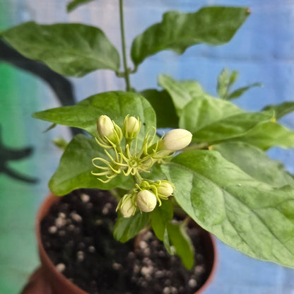 5'' Jasmine Sambac