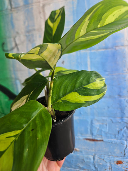 4" Ctenanthe lubbersiana Golden Mosaic