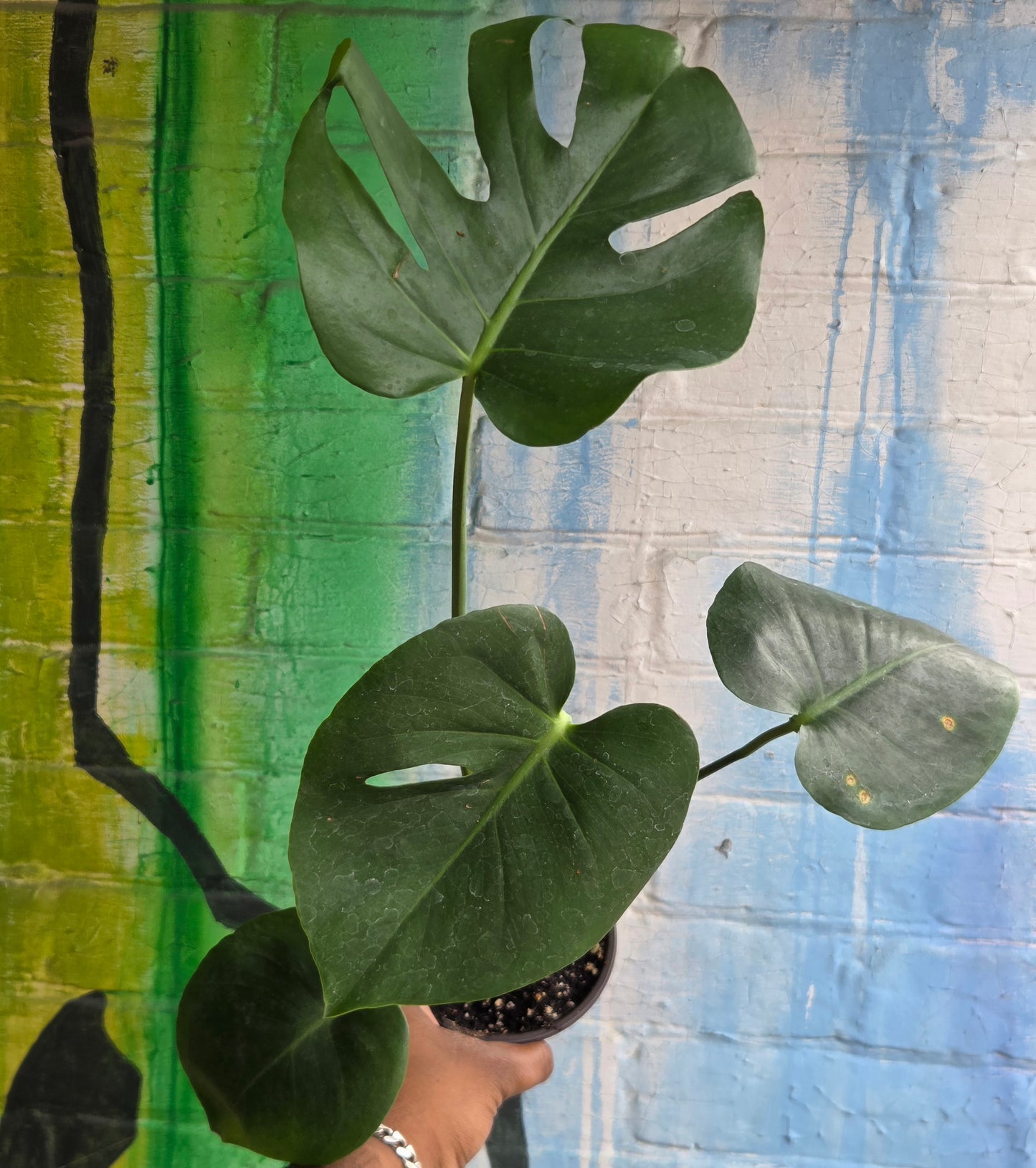 4" Monstera Deliciosa