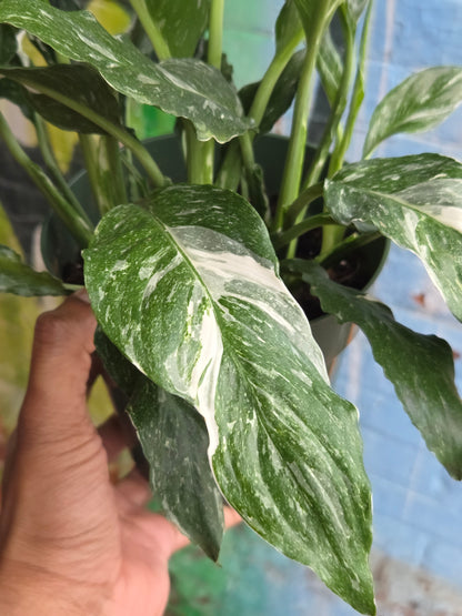 6" Spathiphyllum Diamond