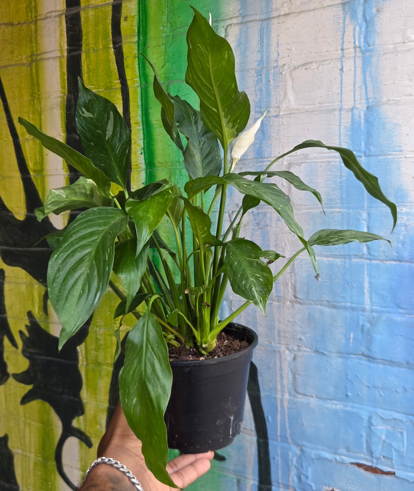 6" Spathiphyllum Domino (small)