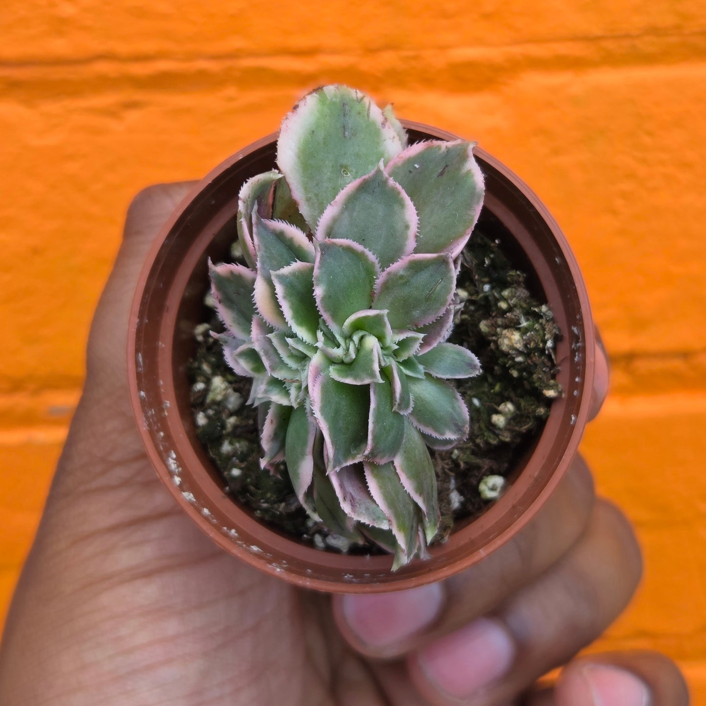 2.5" Crested Aeonium haworthii Sunburst