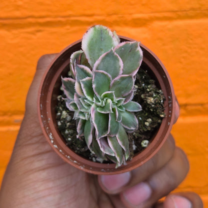 2.5" Crested Aeonium haworthii Sunburst