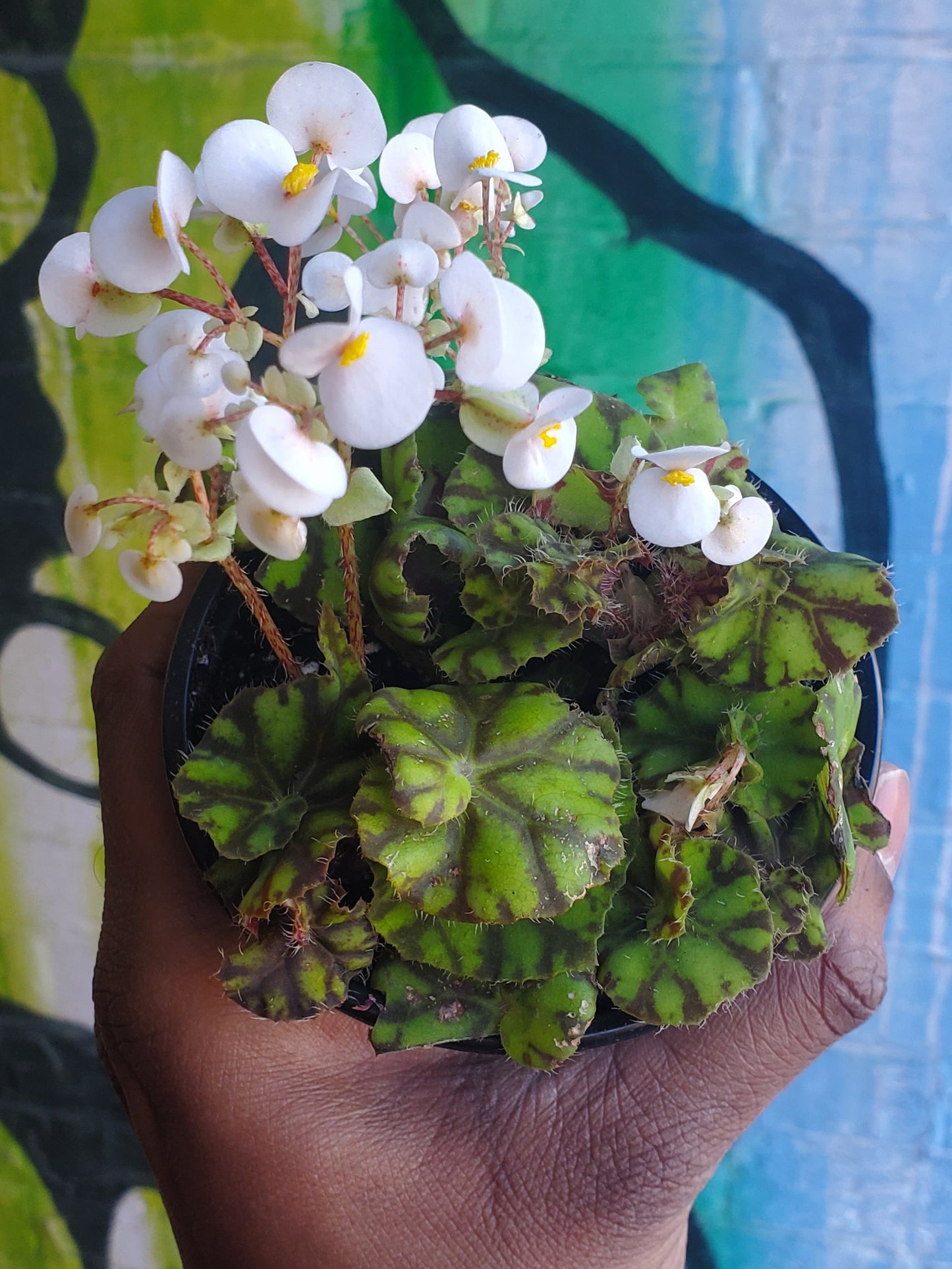 4" Begonia Rex Mauritius