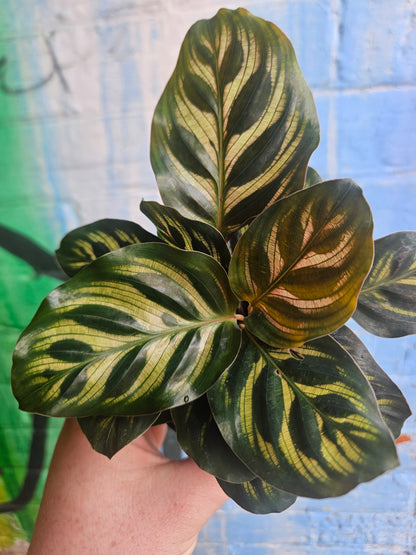4" Calathea Makoyana