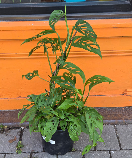 10" Monstera Adansonii Narrow Form