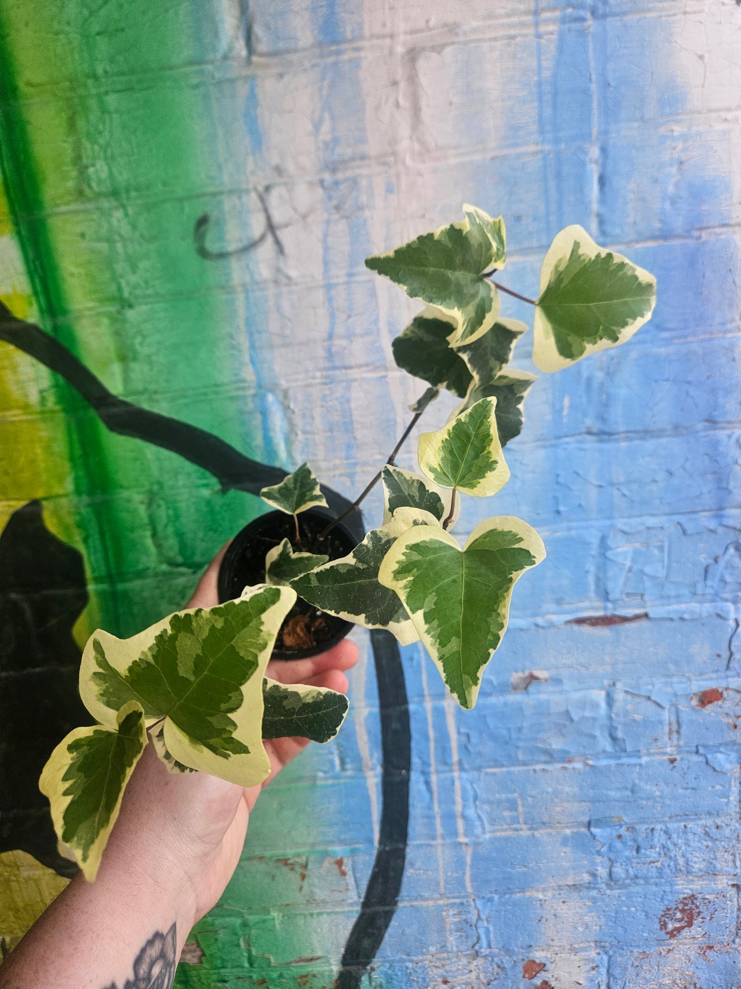 3.5" Variegated Algerian Ivy