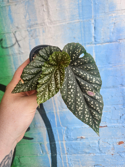 3.5" Begonia leucerna Plantlet
