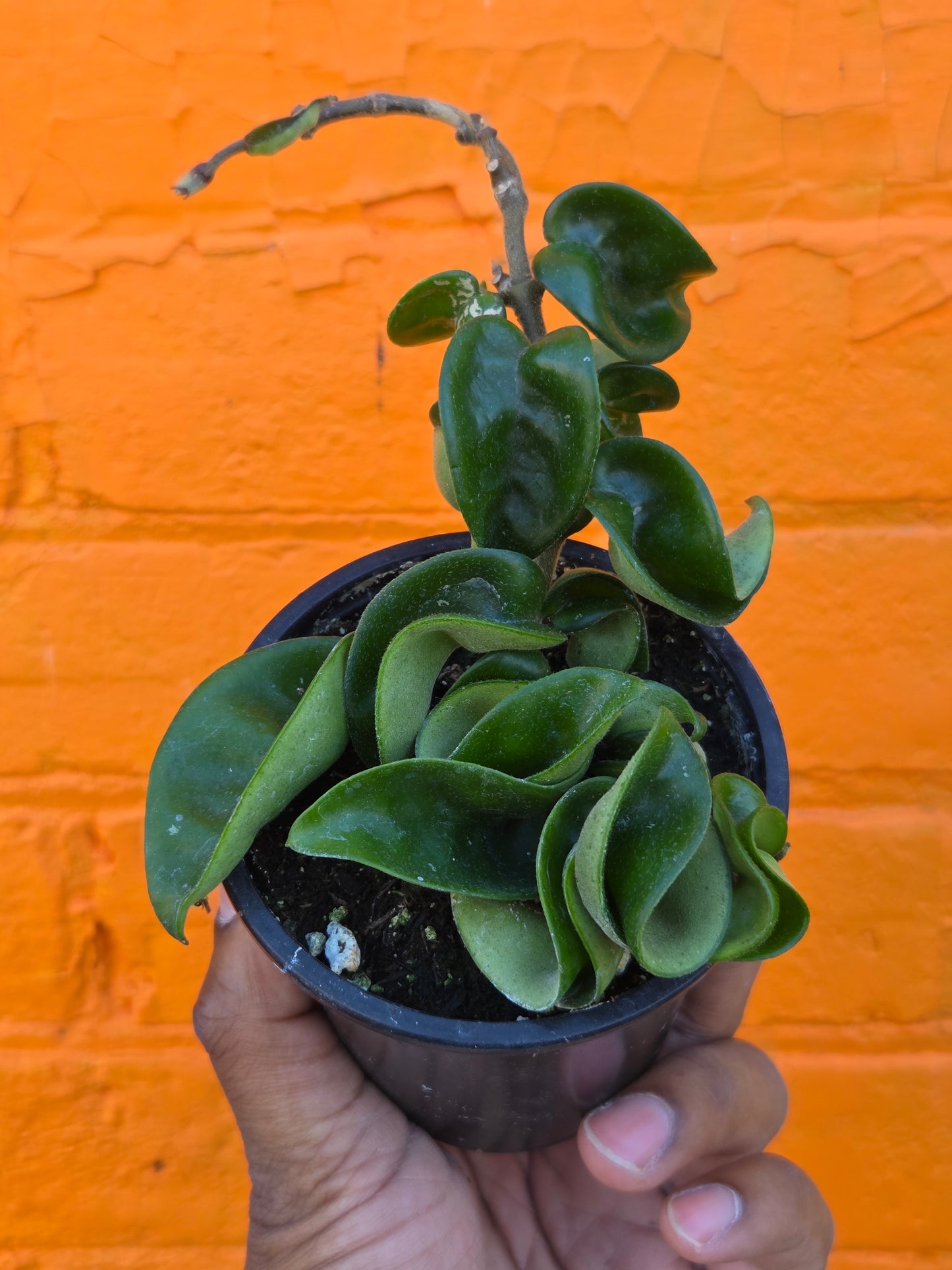3.5" Hoya Carnosa Compacta