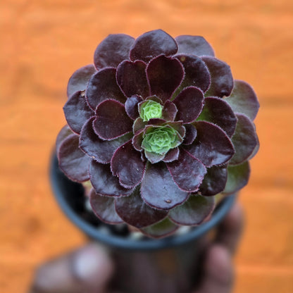 3.5” Aeonium Tabuliforme