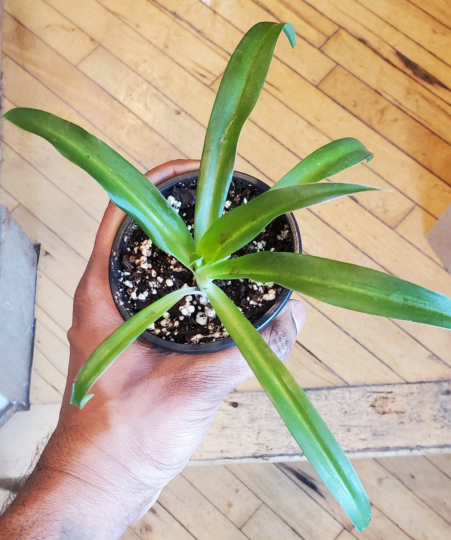 3.5" Spider Plant Green