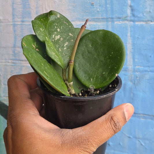 3.5" Hoya Obovata