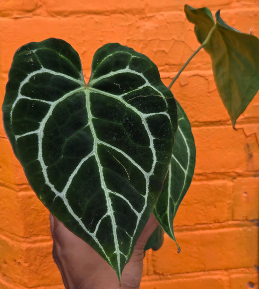 5" Anthurium Crystalinum Turtle