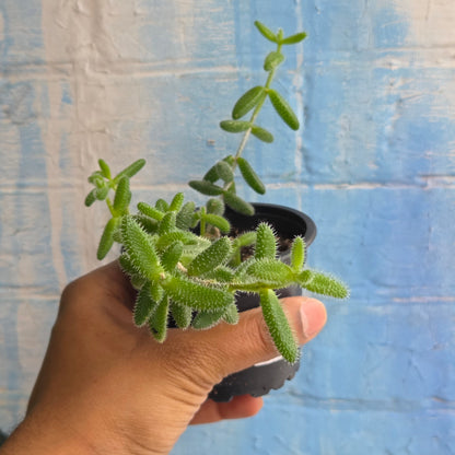 3.5" Delosperma Echinatum | Pickle Plant