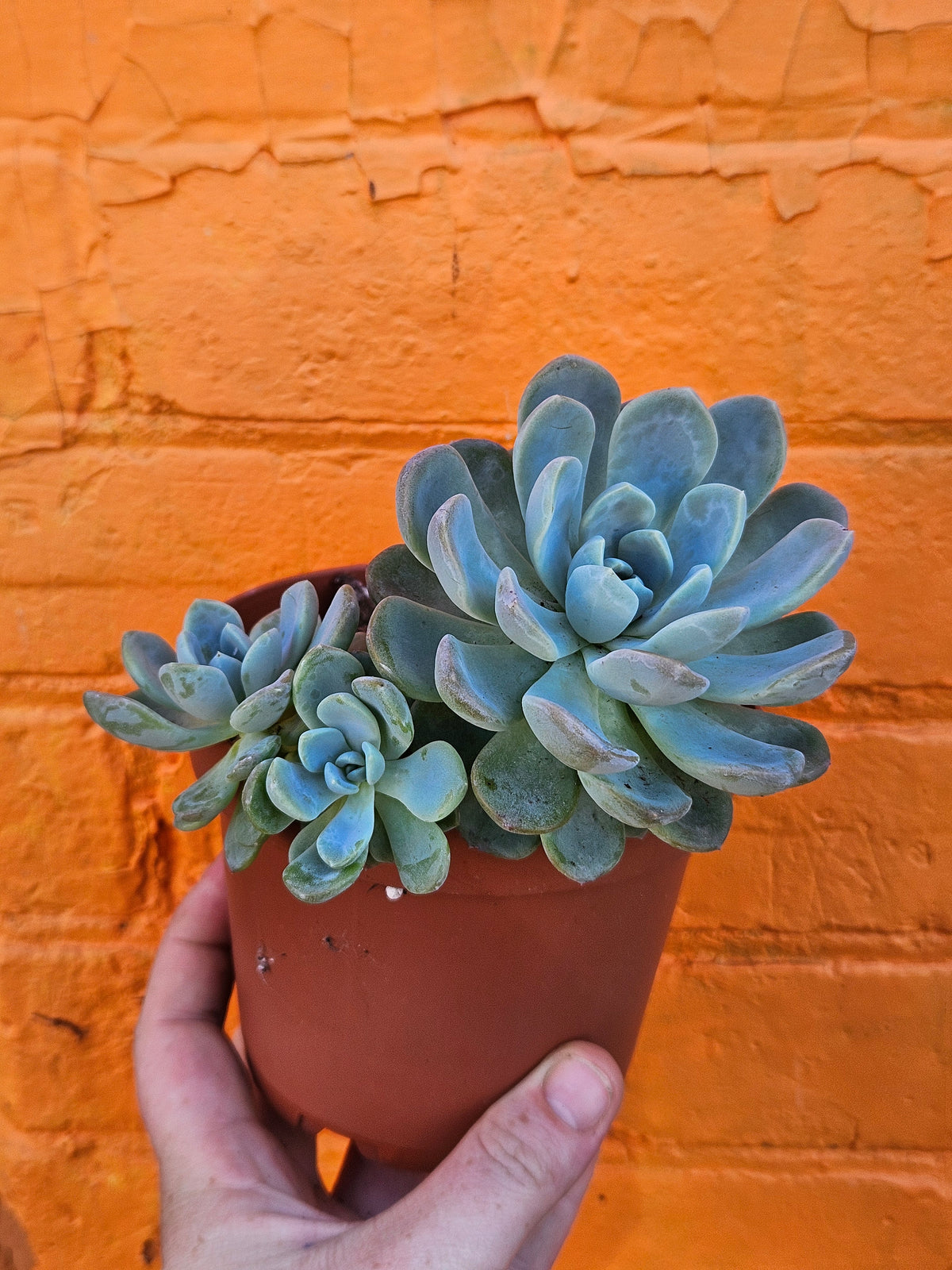 5" Echeveria Elegans