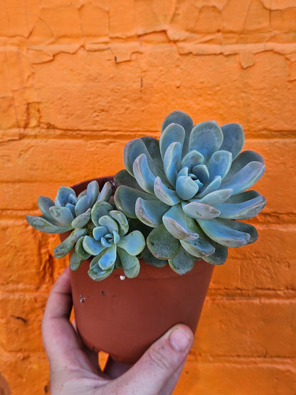 5" Echeveria Elegans