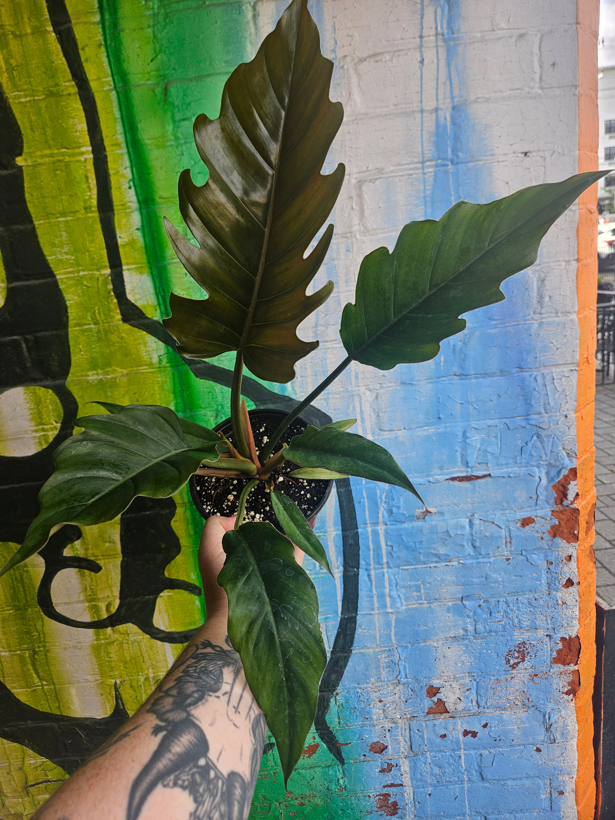 6" Philodendron Caramel Pluto
