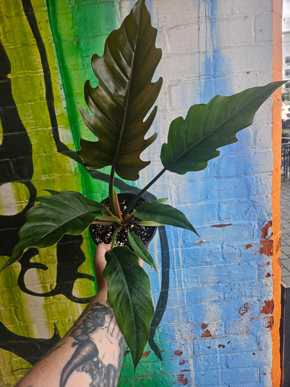 6" Philodendron Caramel Pluto