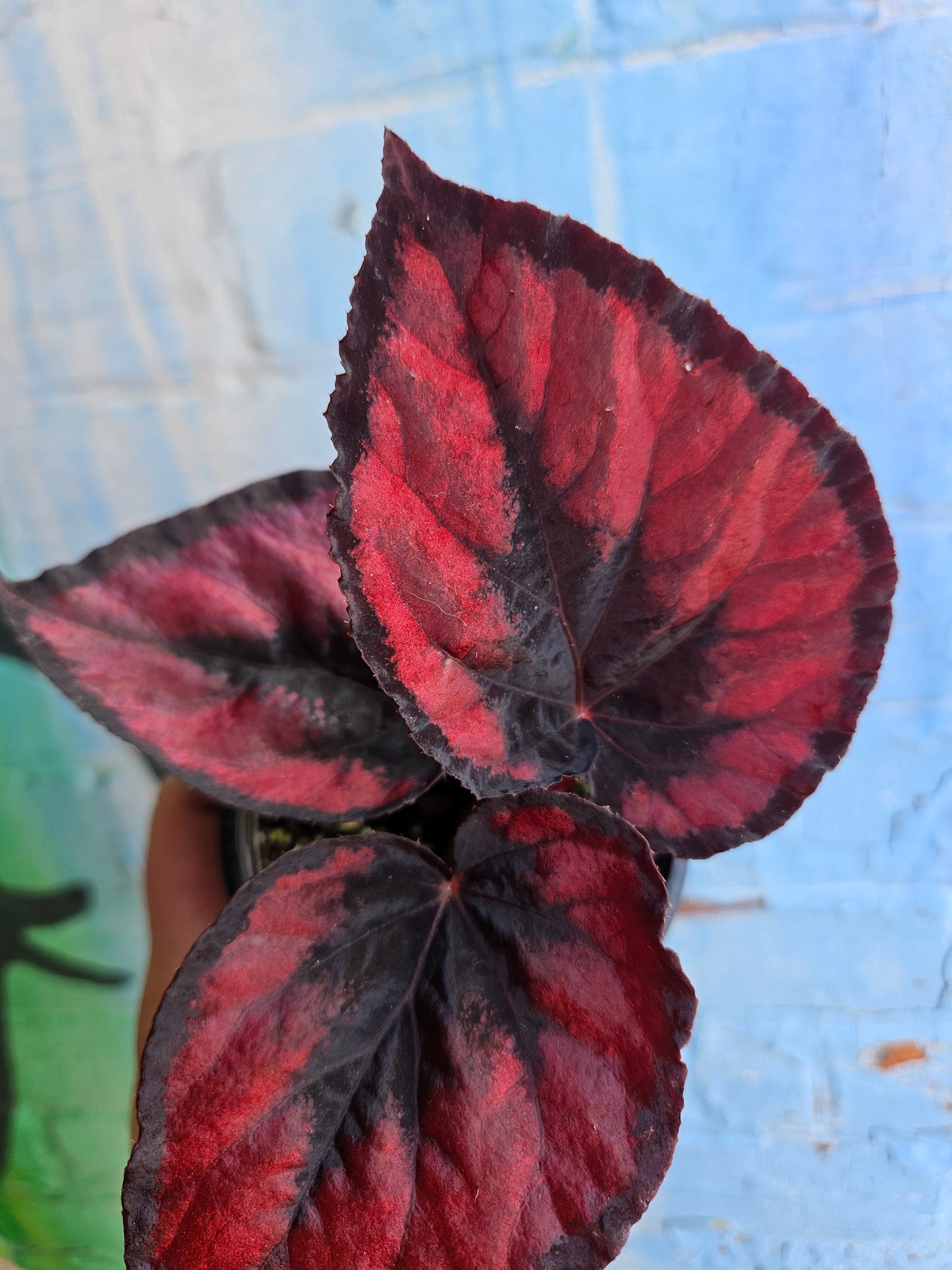4" Begonia Rex Red Kiss