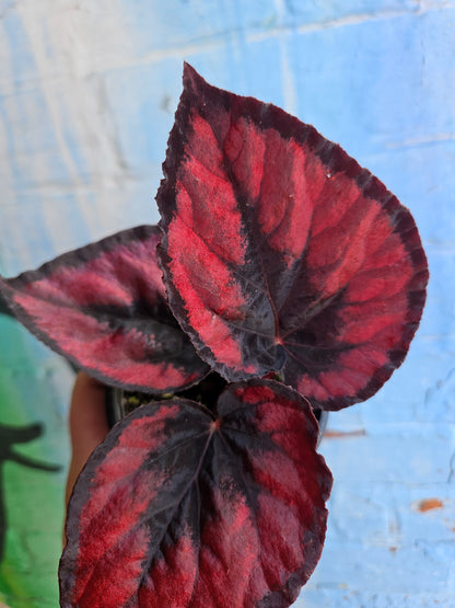 4" Begonia Rex Red Kiss