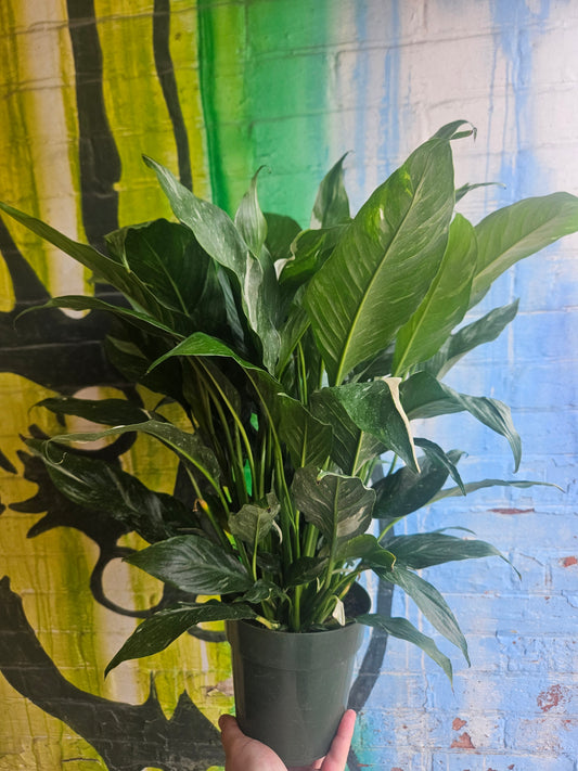 6" Spathiphyllum Domino
