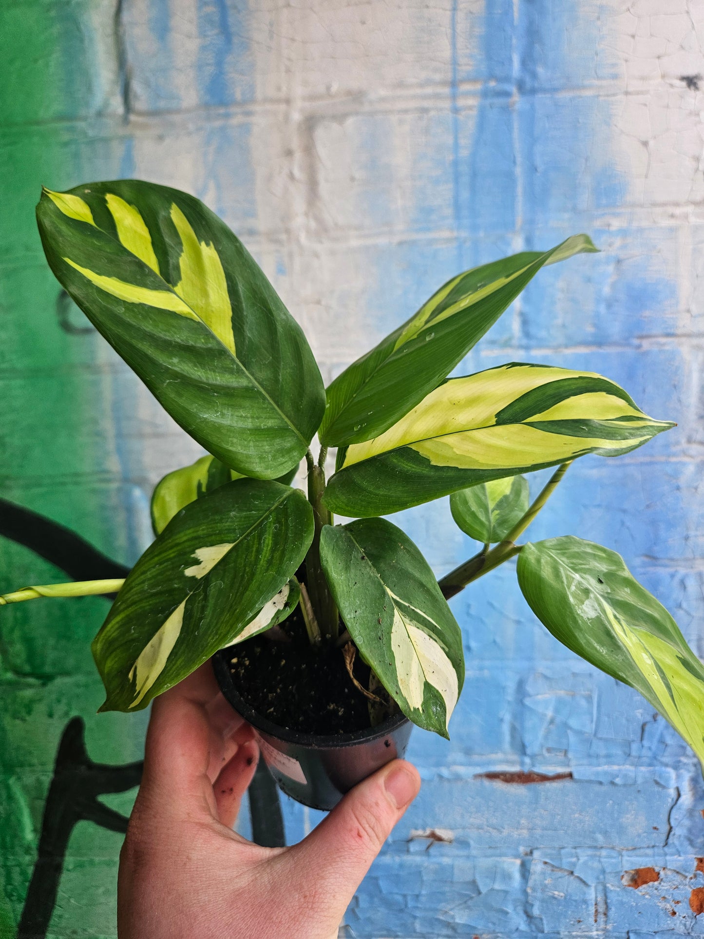 4" Ctenanthe lubbersiana Golden Mosaic