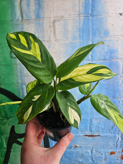 4" Ctenanthe lubbersiana Golden Mosaic