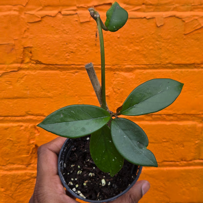 3.5" Hoya Carnosa