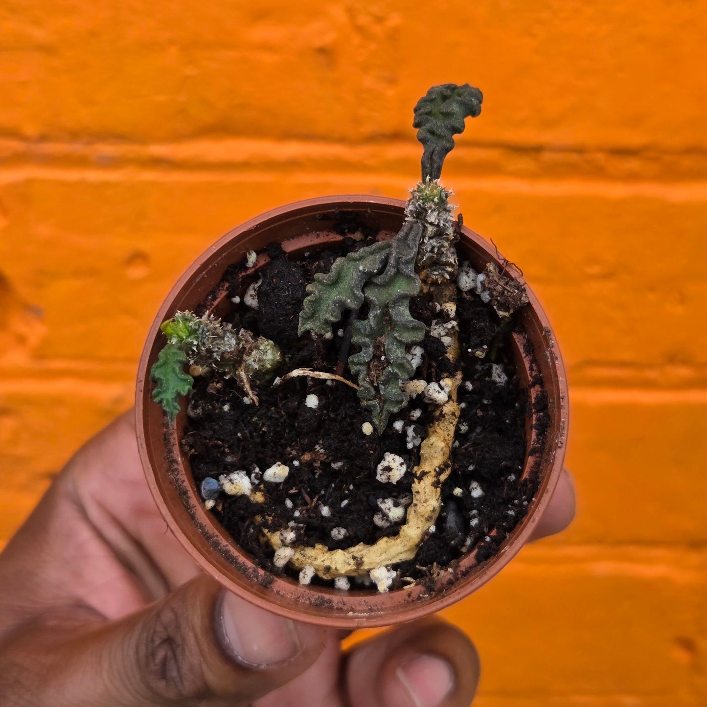 2.5” Euphorbia Decaryi