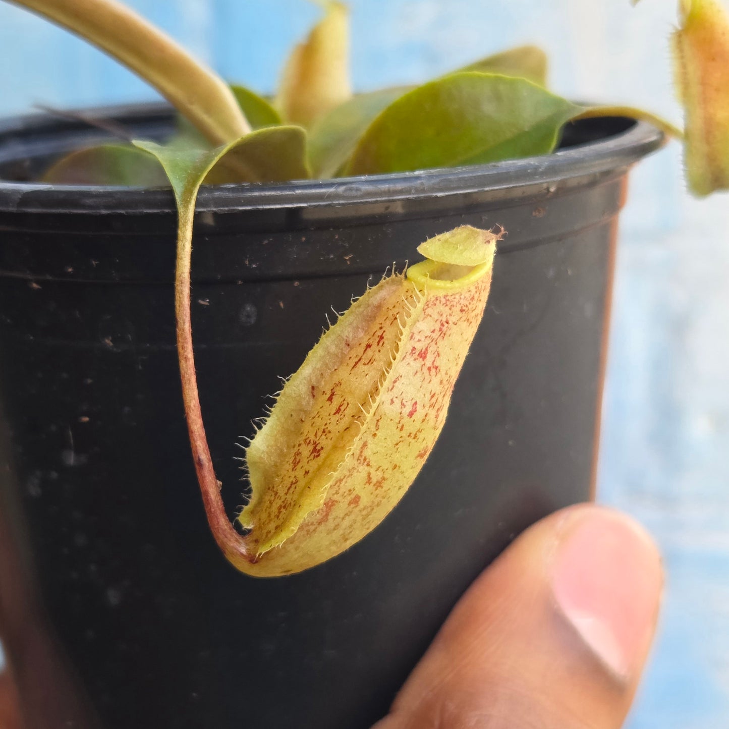 3.5" Nepenthes Mapuluensis | Pitcher Plant
